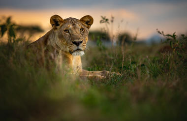   Singita Serengeti