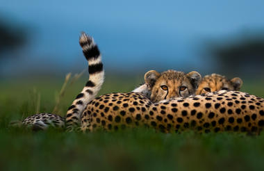   Singita Serengeti