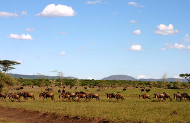   Singita Serengeti