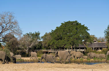 Elephants at Lodge