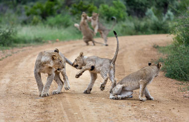 Playfull Lion Cubs