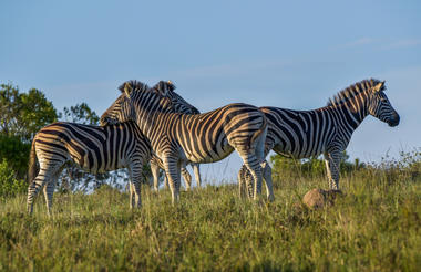 Game viewing at Lalibela Game Reserve