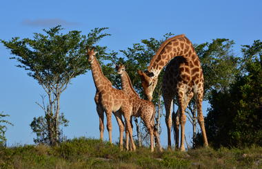 Game viewing at Lalibela Game Reserve