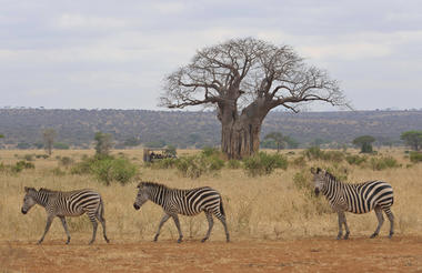 Oliver's - Zebra crossing with baobab trees