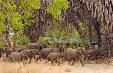 Animals in Camp