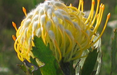 Fynbos Guided Walk