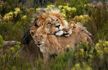 Game Drive