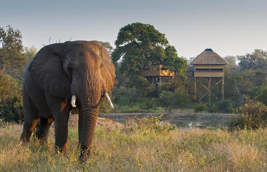 Treehouse hide