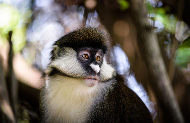 Olonana - monkey