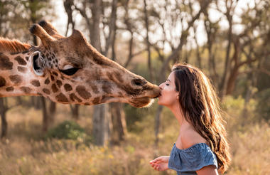 Giraffe Manor