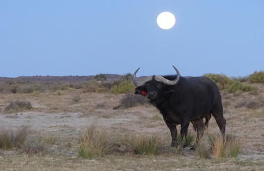 Cape Buffalo