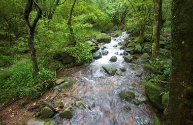 The Karkloof Forest