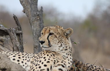 Simbavati River Lodge
