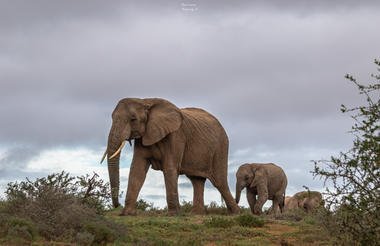 Amakhala Game Reserve 