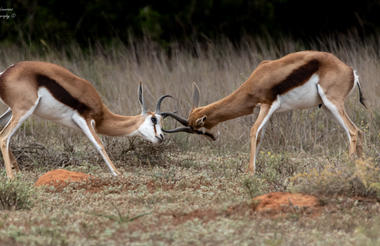 Amakhala Game Reserve 