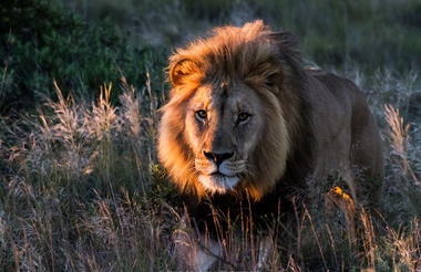 Amakhala Game Reserve