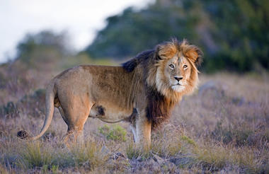Amakhala Game Reserve