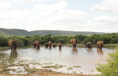 Amakhala Game Reserve