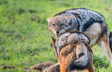 Amakhala Game Reserve