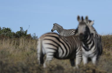 Amakhala Game Reserve