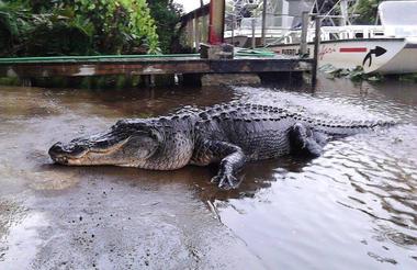 https://www.facebook.com/everglades.safari.park/photos/a.733063290048041/892373960783639/?type=3&theater