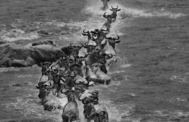 The Great Migration