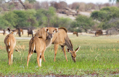 Leroo La Tau Game Drives