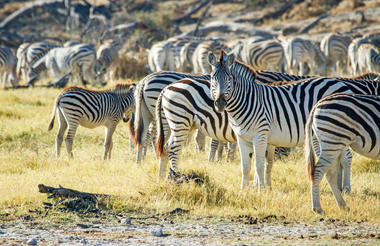 Leroo La Tau Game Drives