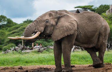 Big Tuskers at the Water Hole