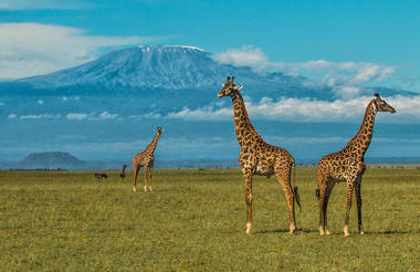 Giraffe at the Foot of Kilimanjaro