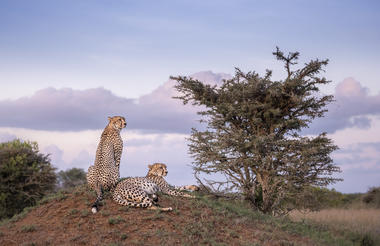 Game drives on Mugie