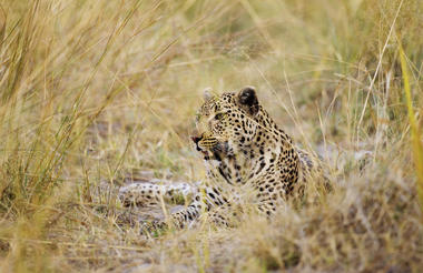 Shinde Leopard