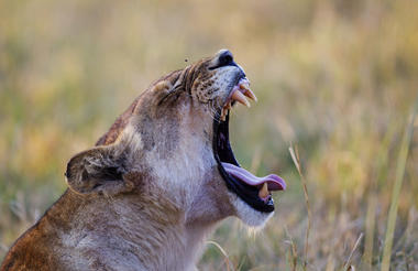 Shinde Lion