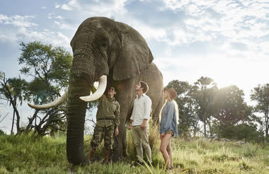Walk with Elephants