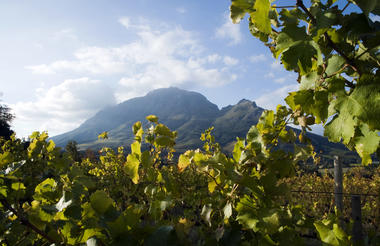 CAPE WINELANDS DAY TOUR