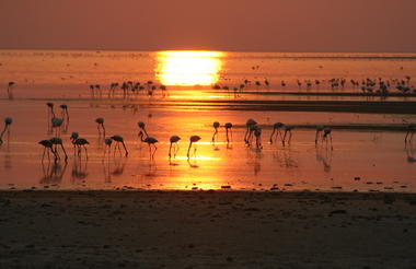 Flamingos at Makgadikgadi Salt Pans 