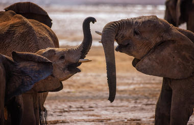 Wildlife