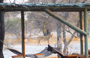 Lioness walking through the Haina camp