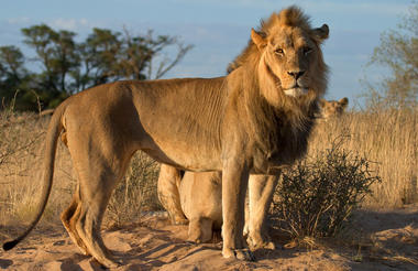 Lions of the Central Kalahari