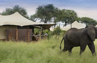 Elephant at Somalisa Camp