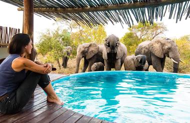 Elephants at the Africa on Foot swimming pool