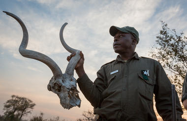 Looking at what lies in the bush on walking safaris