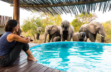 Elephants at the Africa on Foot Swimming Pool