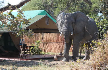 Animals in camp