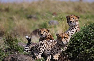 Cheetah family