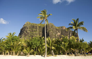 Mountain and Palms