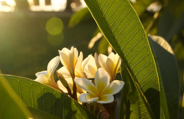 Frangipani 