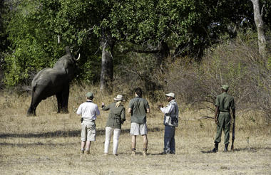 Walking safari South Luangwa