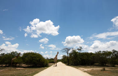 Game drives