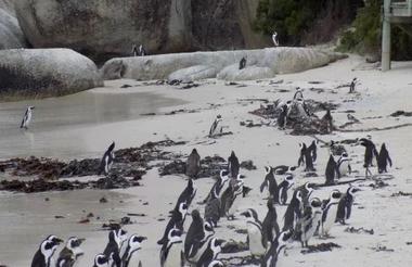 Boulders Beach